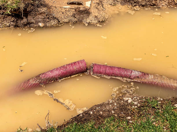 Best Water damage restoration experts  in Ripley, WV